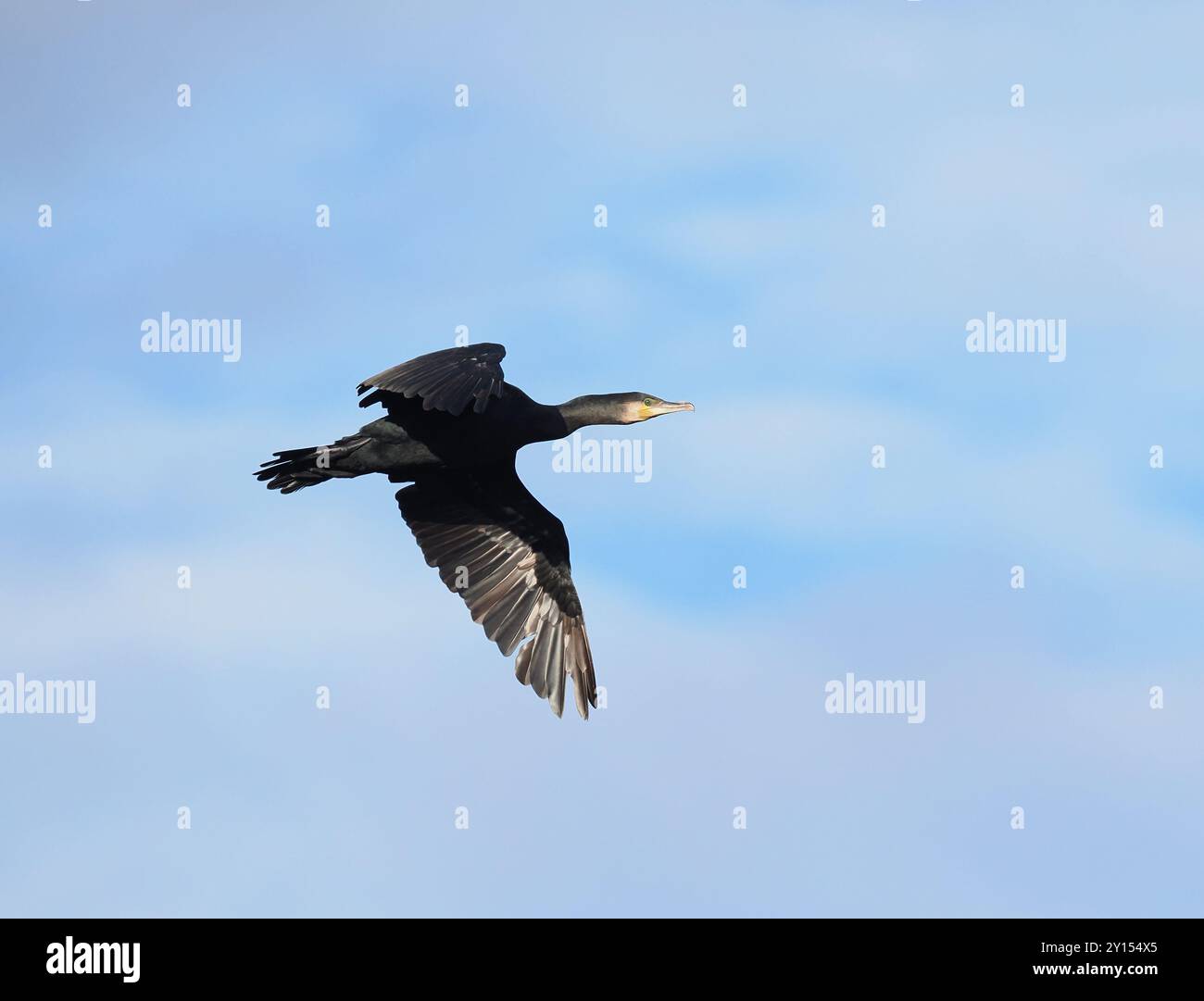 Cormorant verlässt seinen Platz in der Nähe des Schiffskanals von Manchester. Stockfoto