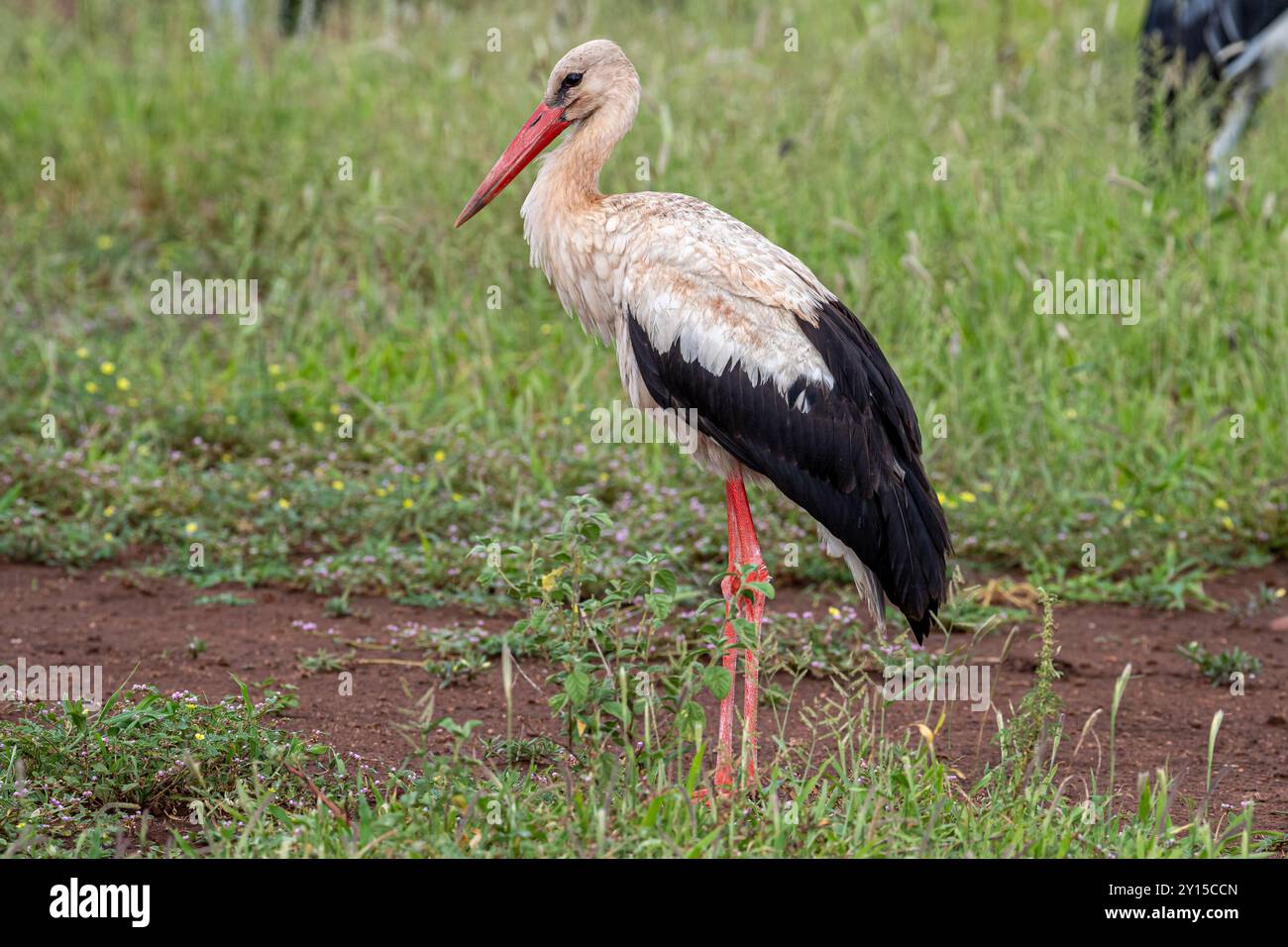 Südafrika, Kruger-Nationalpark, Weißstorch (Ciconia ciconia) Stockfoto