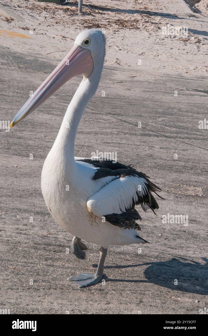 Ein australischer Pelicaner, der an der Küste von Golden Beach, Caloundra, Sunshine Coast, Queensland weht Stockfoto