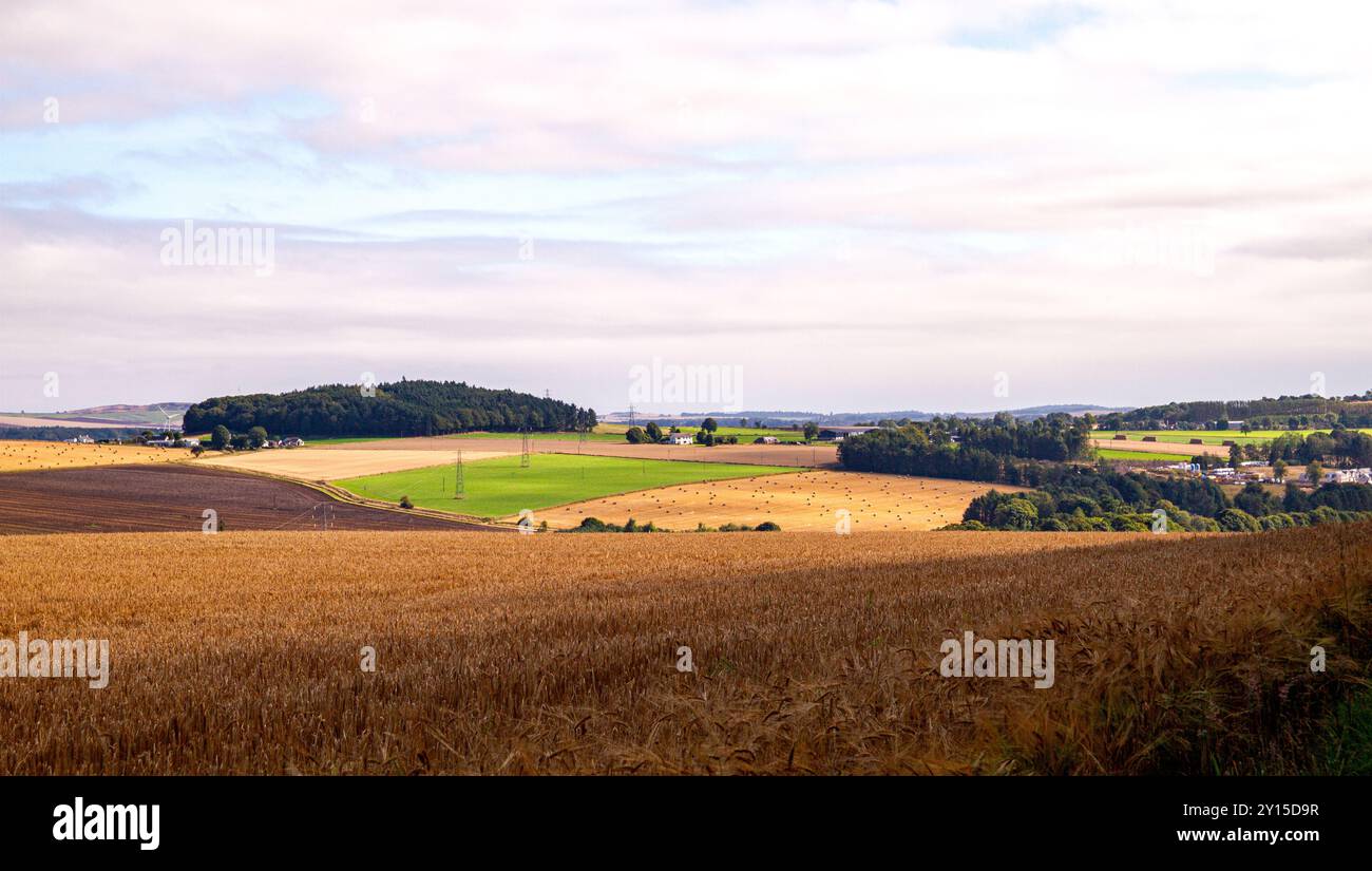 Dundee, Tayside, Schottland, Großbritannien. September 2024. Wetter in Großbritannien: Das helle und luftige Wetter im September bietet einen herrlichen Blick auf die schottische Whiskyproduktion der Gerstenernte über das Dundee Strathmore Valley in Schottland. Quelle: Dundee Photographics/Alamy Live News Stockfoto