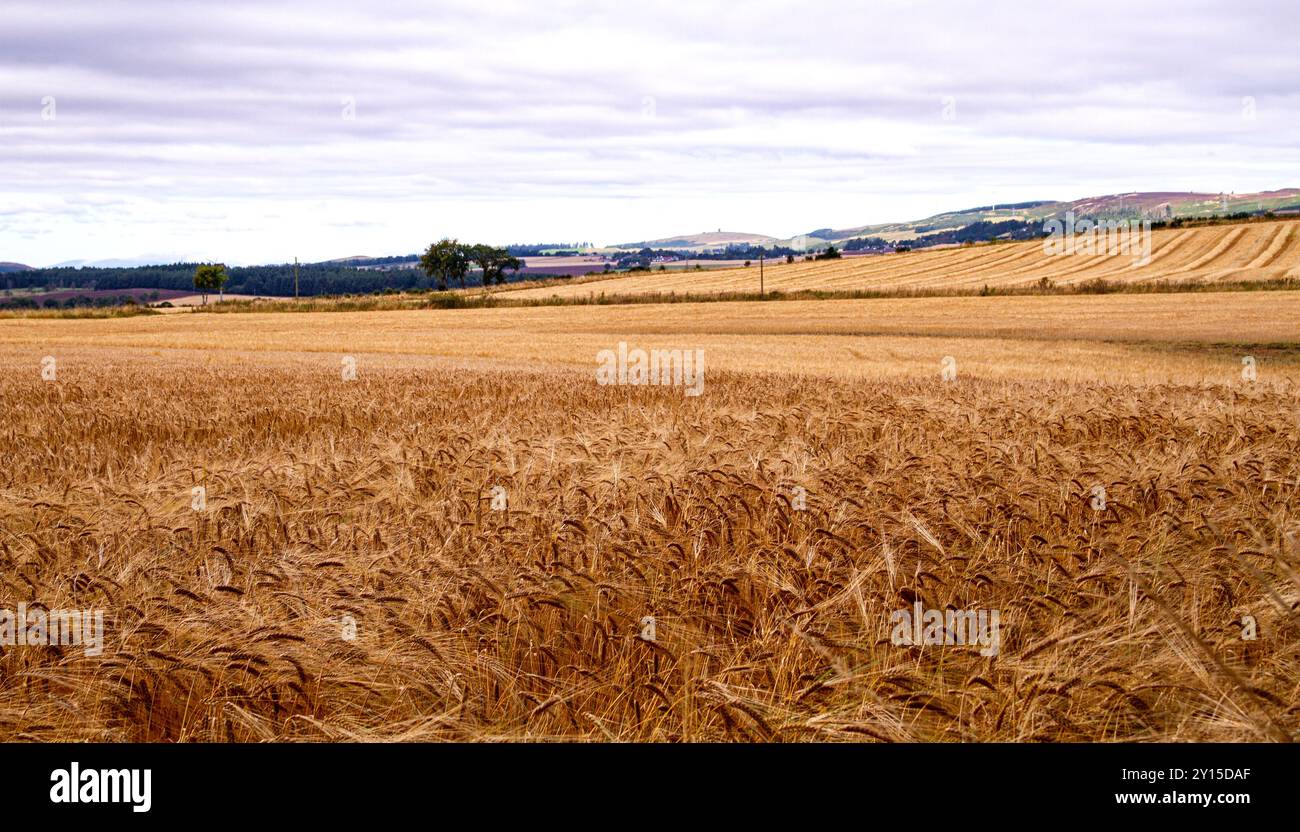 Dundee, Tayside, Schottland, Großbritannien. September 2024. Wetter in Großbritannien: Das helle und luftige Wetter im September bietet einen herrlichen Blick auf die schottische Whiskyproduktion der Gerstenernte über das Dundee Strathmore Valley in Schottland. Quelle: Dundee Photographics/Alamy Live News Stockfoto