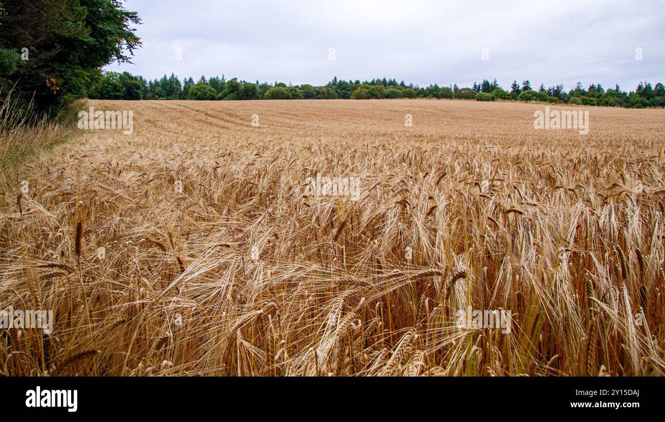 Dundee, Tayside, Schottland, Großbritannien. September 2024. Wetter in Großbritannien: Das helle und luftige Wetter im September bietet einen herrlichen Blick auf die schottische Whiskyproduktion der Gerstenernte über das Dundee Strathmore Valley in Schottland. Quelle: Dundee Photographics/Alamy Live News Stockfoto