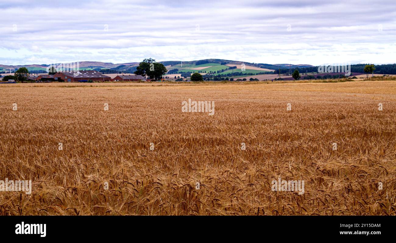 Dundee, Tayside, Schottland, Großbritannien. September 2024. Wetter in Großbritannien: Das helle und luftige Wetter im September bietet einen herrlichen Blick auf die schottische Whiskyproduktion der Gerstenernte über das Dundee Strathmore Valley in Schottland. Quelle: Dundee Photographics/Alamy Live News Stockfoto