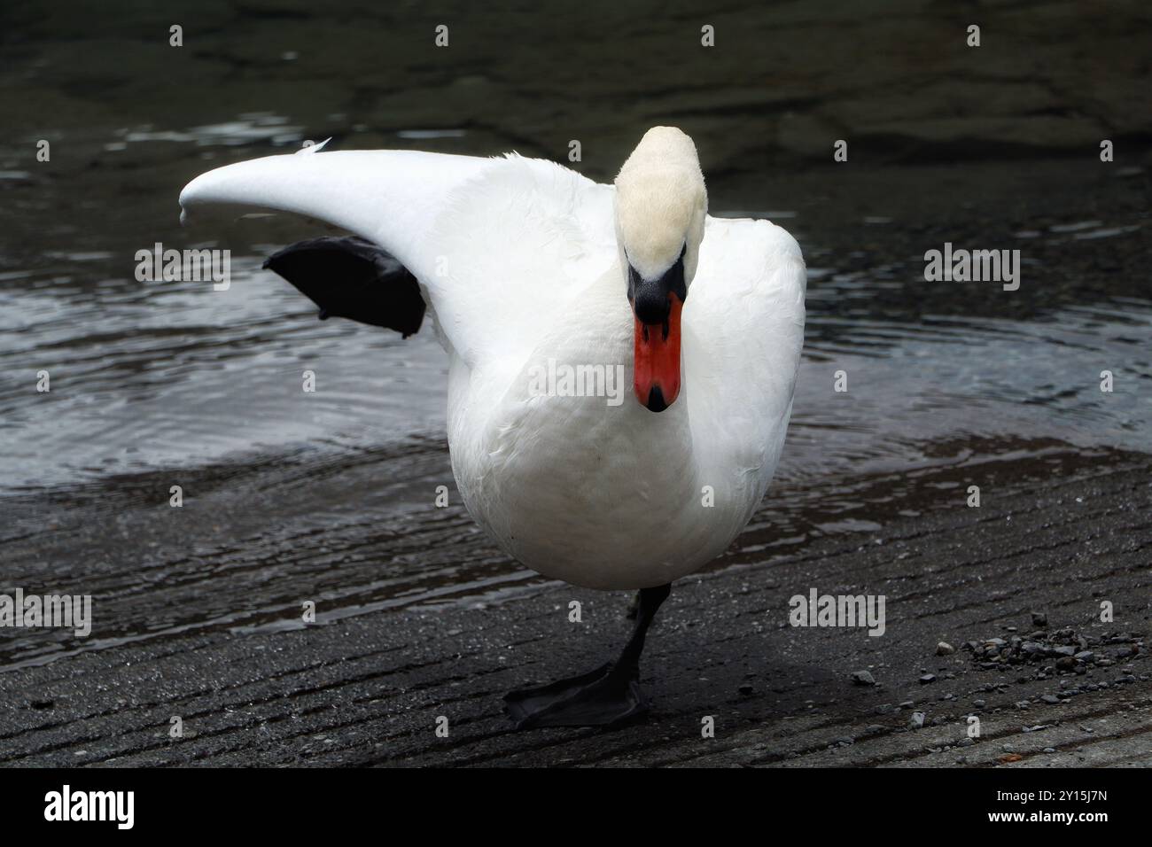 Schwan posiert wie eine Yoga-Übung Stockfoto