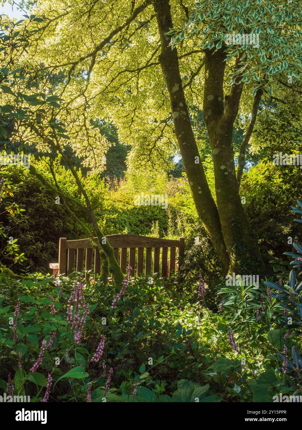 Schattige Gartenbank unter den hinterleuchteten Zweigen von Cornus controversa „variegata“ im Garden House, Devon, Großbritannien Stockfoto