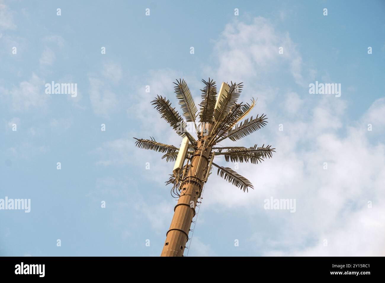 Wunderschöner Himmel mit Dattelbaum an einem bewölkten Tag in kairo ägypten Stockfoto