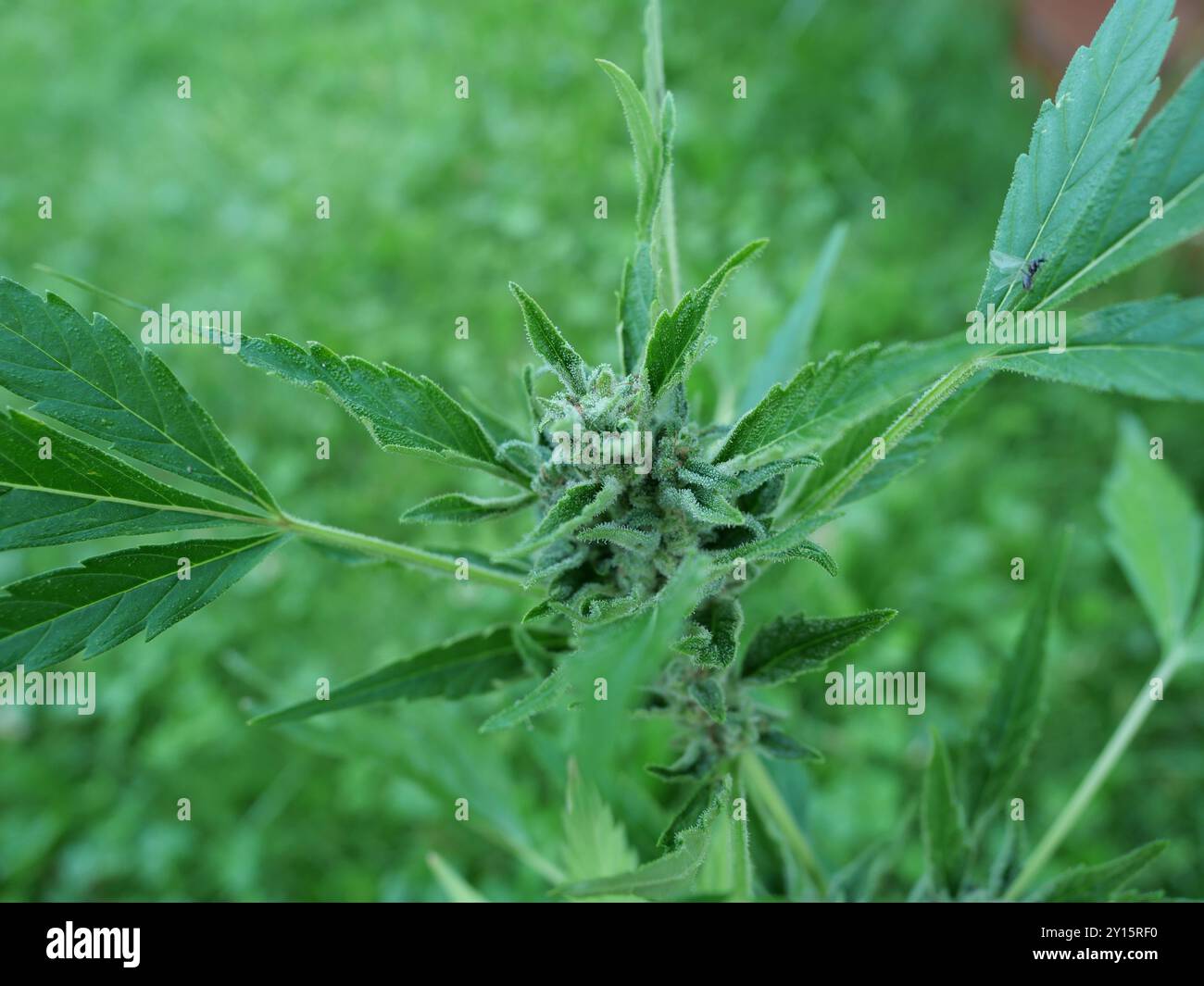 Legale Hanfpflanze im Garten, dekorativ und kurz vor der Blüte. Spiegelt den Wandel der Rechtsvorschriften und die vielfältigen Anwendungen von Hanf im Alltag wider Stockfoto