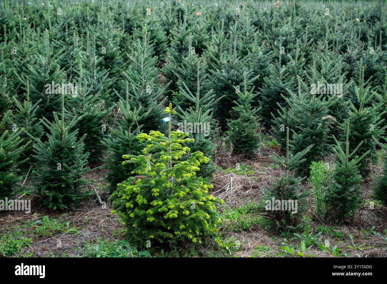 Junge Tannen auf einer Weihnachtsbaumplantage, die darauf warten, geschnitten zu werden und in der heiligen Nacht als Dekoration verwendet zu werden Stockfoto