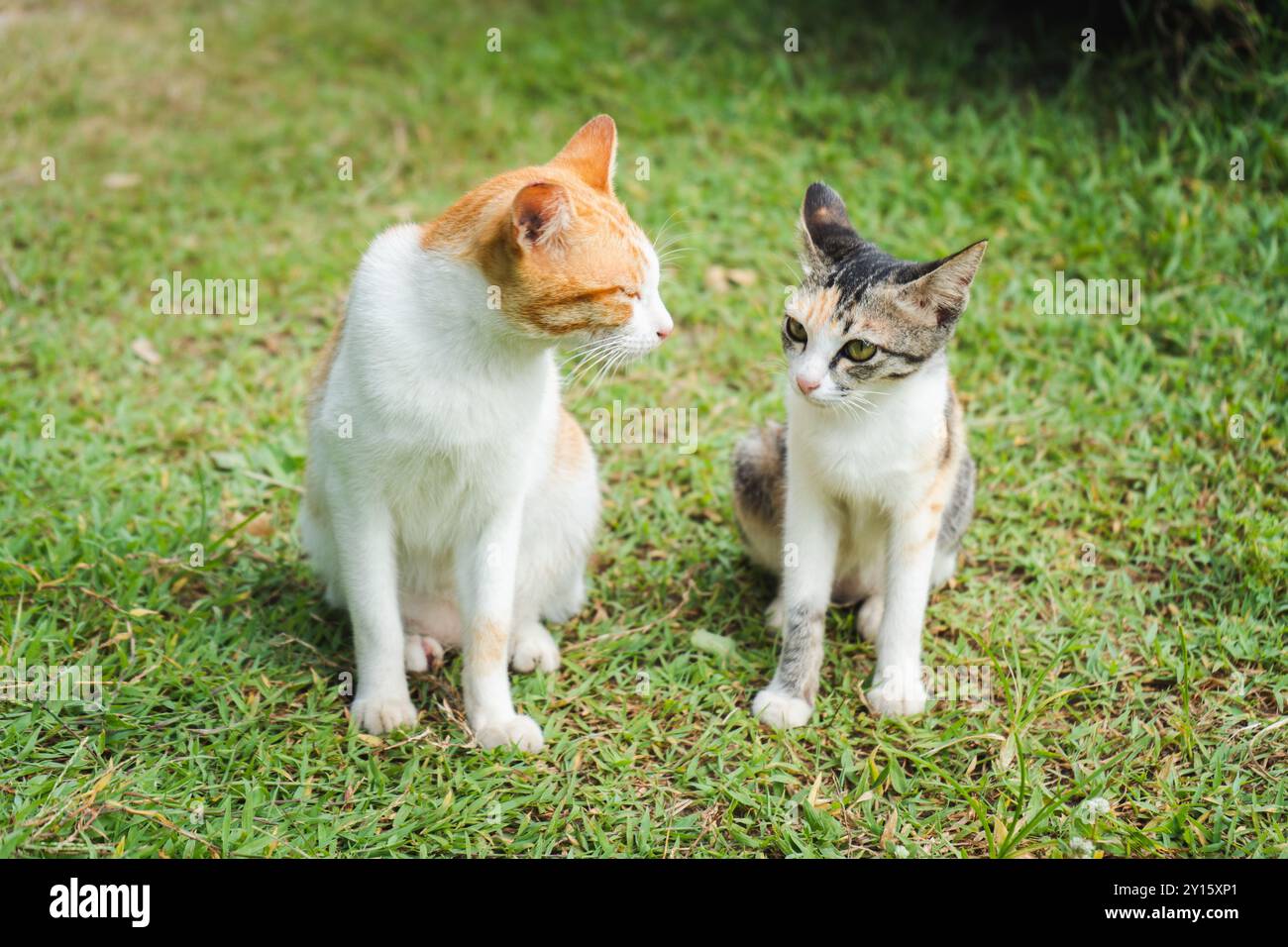 Hübsche Katzen auf dem Hof Stockfoto