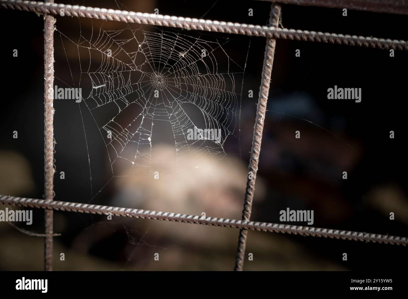 Ein Nahfoto eines Spinnennetzes, das zwischen den Gittern eines Metallzauns gespannt ist. Stockfoto