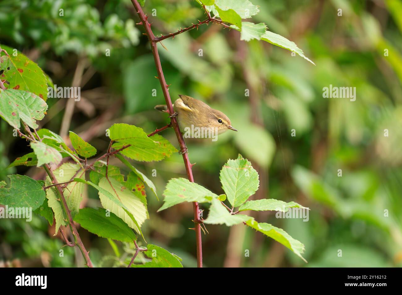 Gemeine Chiffchaff, Phylloscopus collybita Stockfoto