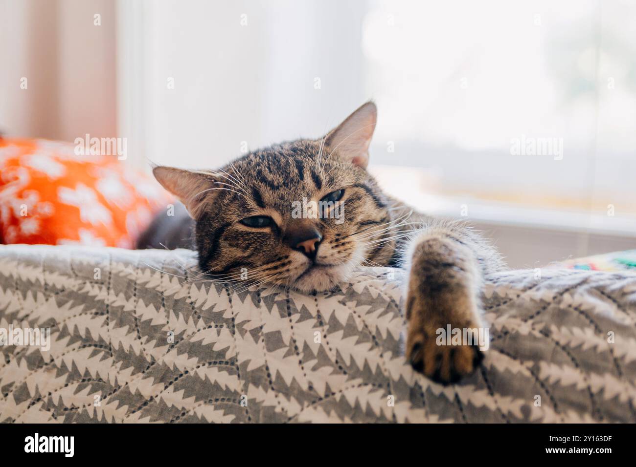 Eine entspannte Tabby-Katze dehnt sich auf einer bequemen, gemusterten Decke aus, die einen verschlafenen Ausdruck in einem gemütlichen Zuhause verleiht. Stockfoto