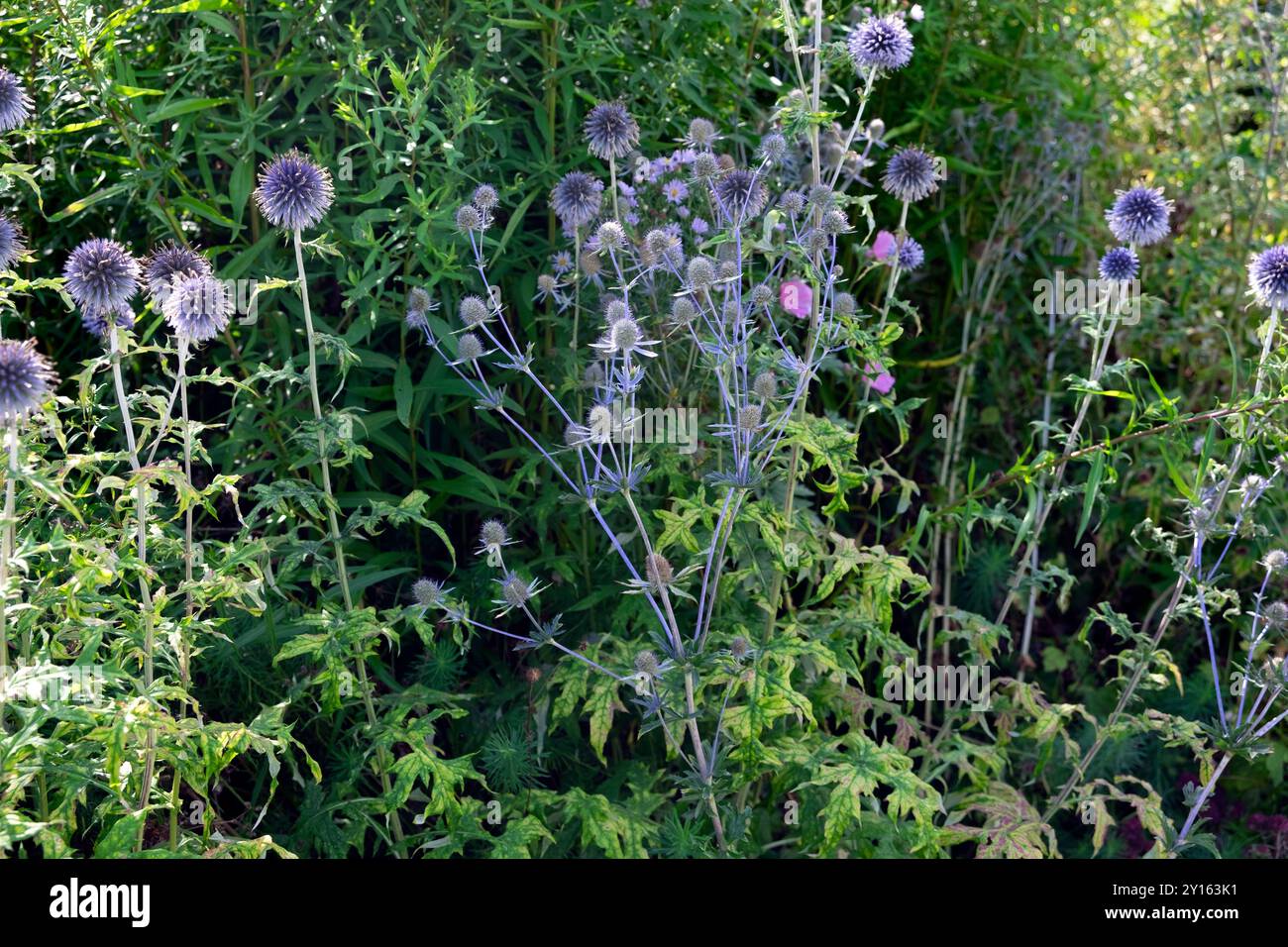Eryngium planum Blue Sea stechpalme blüht im Sommer an einer krautigen Grenze im Oxford Botanical Garden Oxfordshire England UK KATHY DEWITT Stockfoto