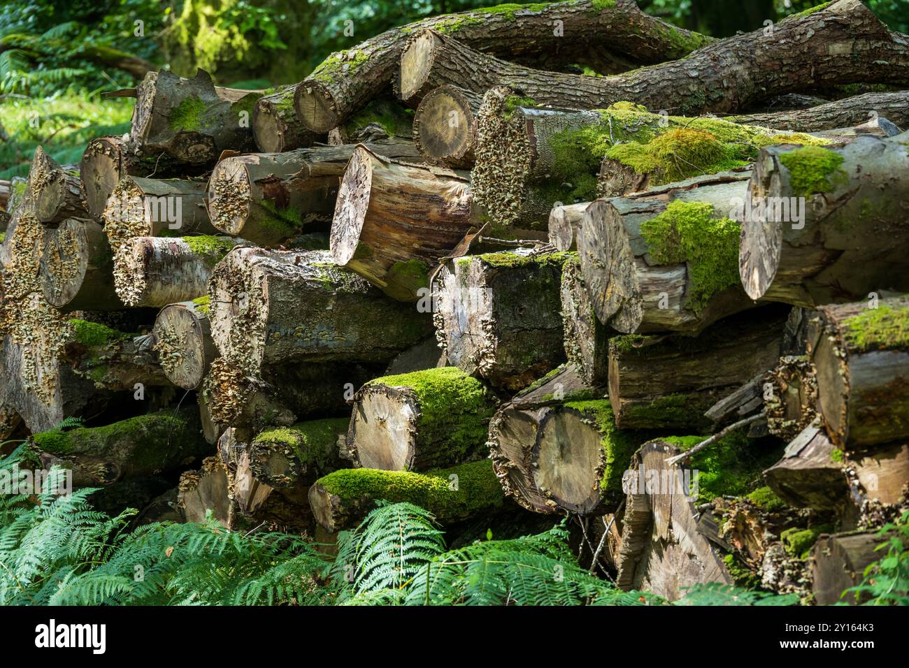 Gehällte Bäume auf einem Holzstapel wie ein Kunstwerk. Stockfoto