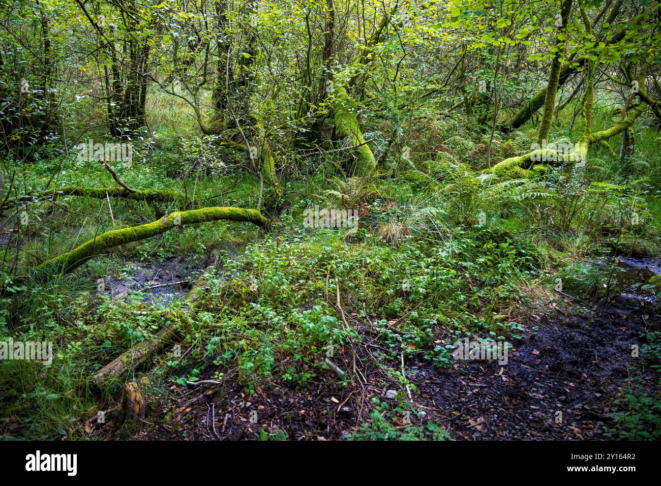 Üppiger Waldboden mit Flechten und Moosen mit umgestürzten Bäumen. Stockfoto