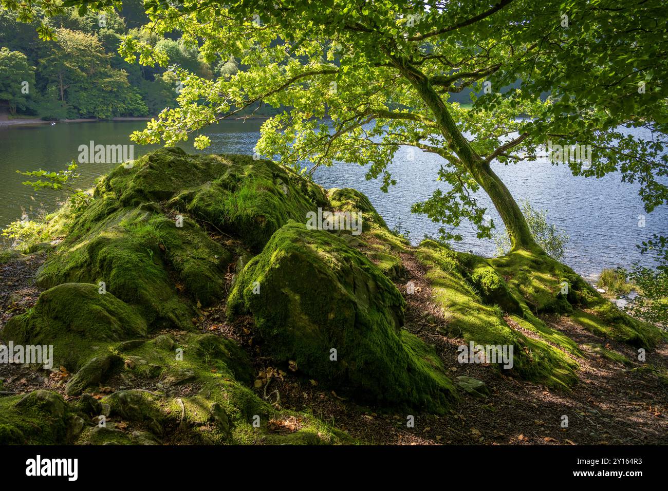 Üppiger Waldboden mit grünen Flechten und Moosen mit lehnenden hinterleuchteten Bäumen, die die Felsen beschatten. Stockfoto