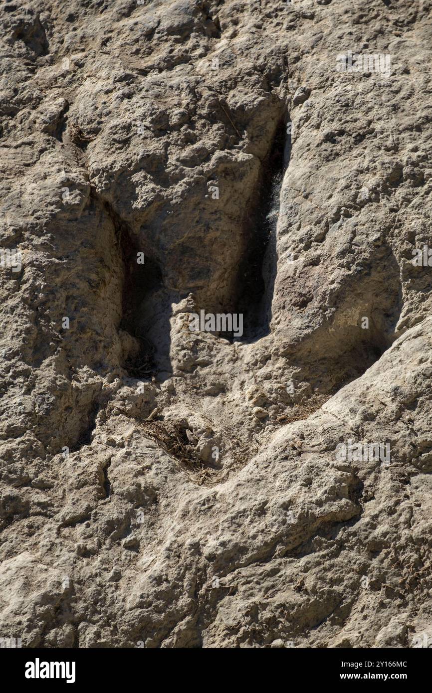 Dinosaurierspuren, Valdecevillo Site, Enciso, La Rioja, Spanien, Europa. Stockfoto