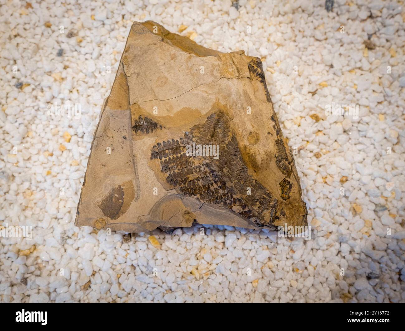 triassischer Fossilienfarn, La Rioja Paläontologisches Interpretationszentrum, Igea, La Rioja, Spanien, Europa. Stockfoto