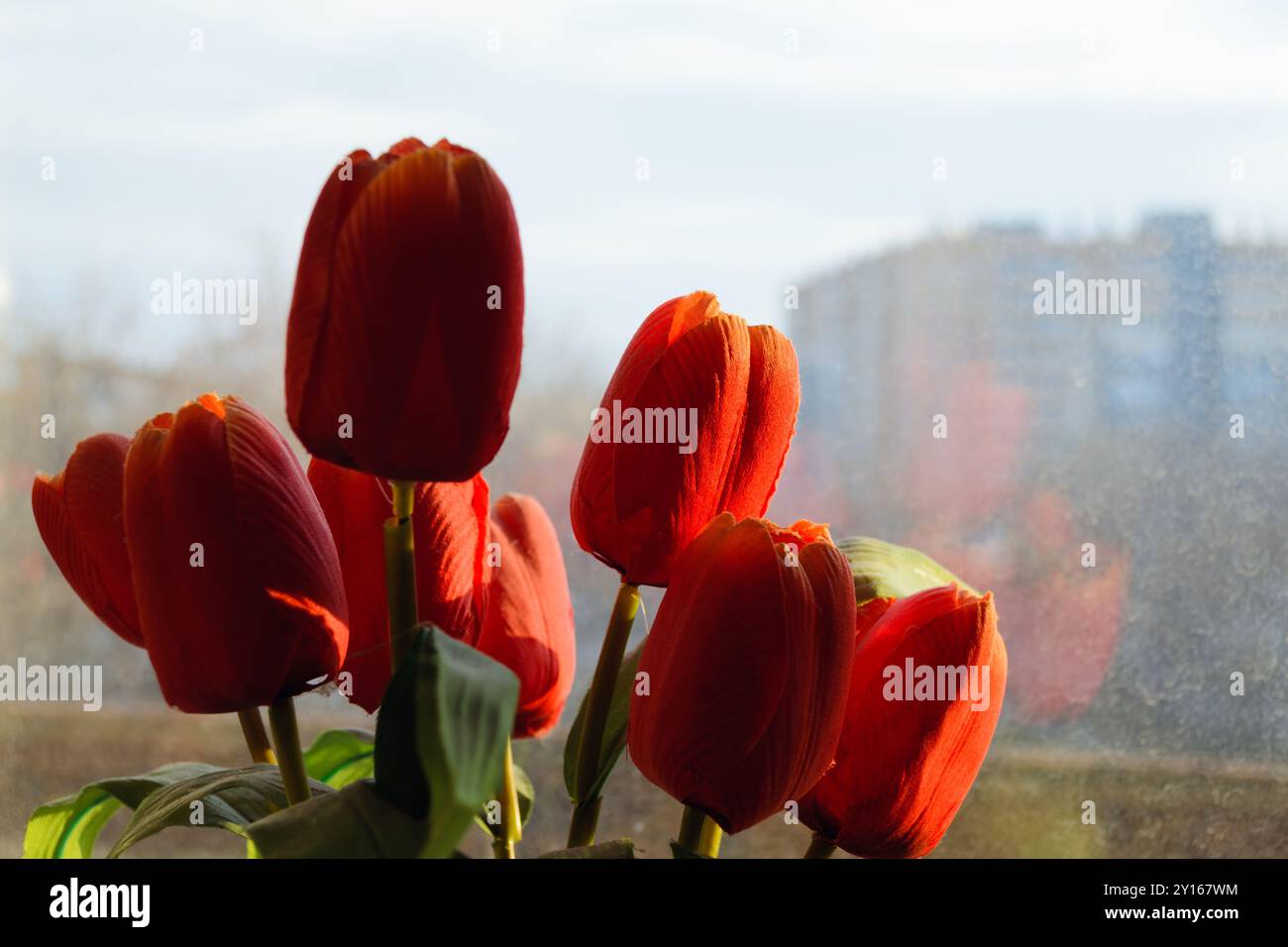 Strauß roter künstlicher Pfingstrosen vor einem staubigen Fenster Stockfoto