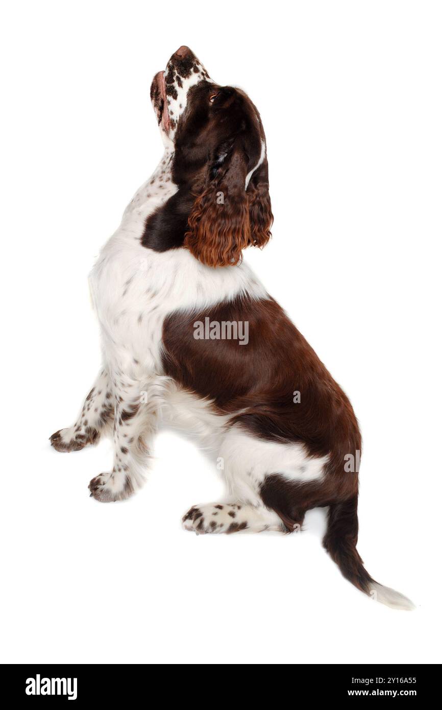 Trauriger englischer Springer Spaniel Hund isoliert auf sauberem weißem Hintergrund Stockfoto