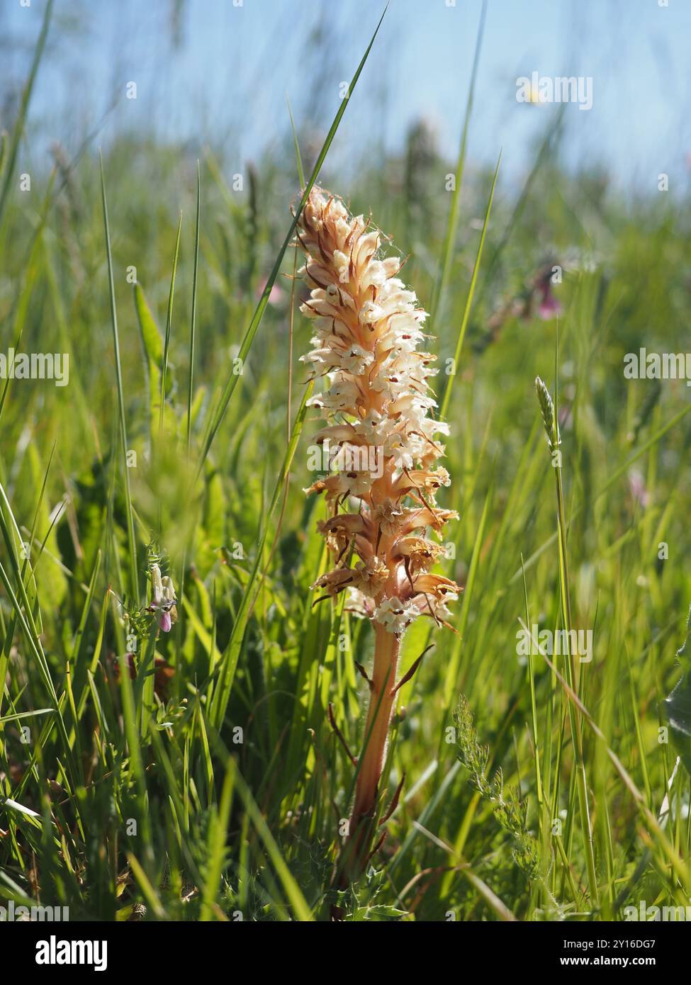 wildpflanze zwischen kräutern Stockfoto