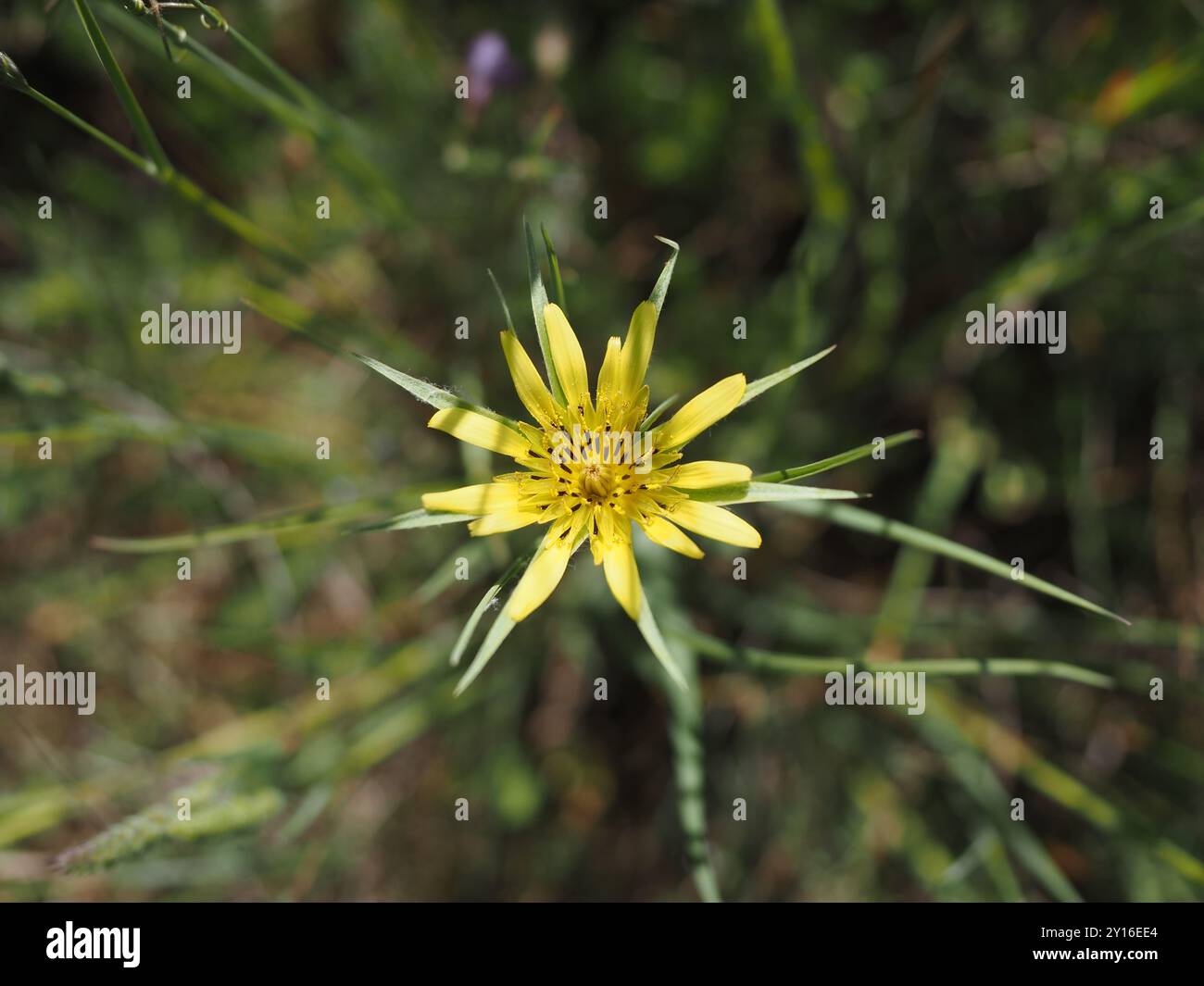wilde gelbe Blume Stockfoto