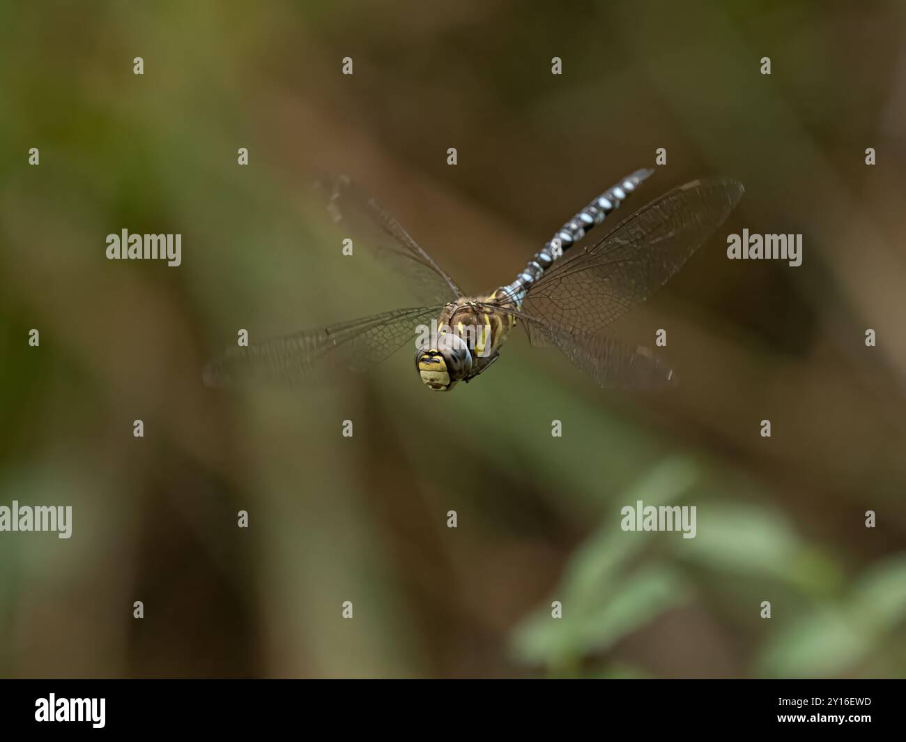 Gemeinsamen Hawker Stockfoto