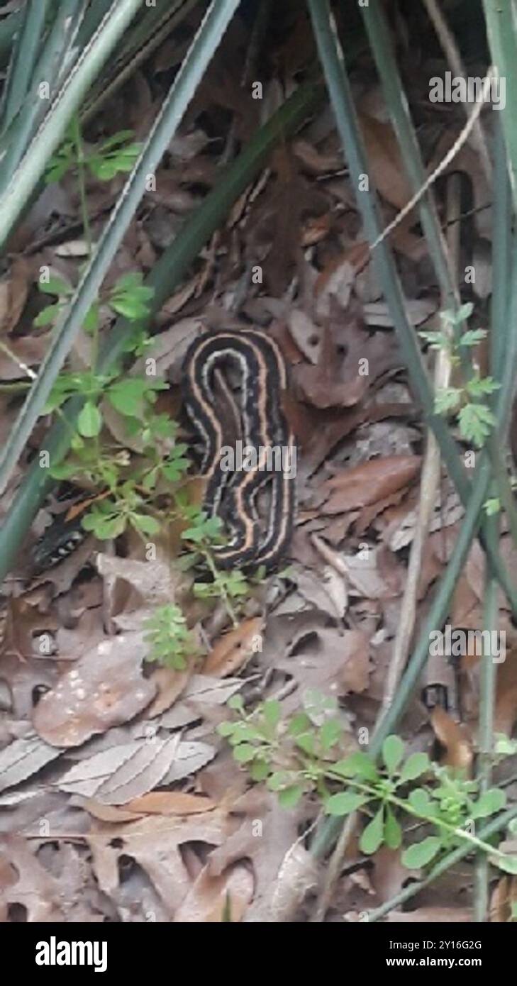 Schwarzhalsstrumpfschlange (Thamnophis cyrtopsis) Reptilia Stockfoto