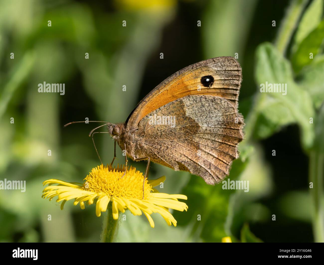 Meadow Brown Stockfoto