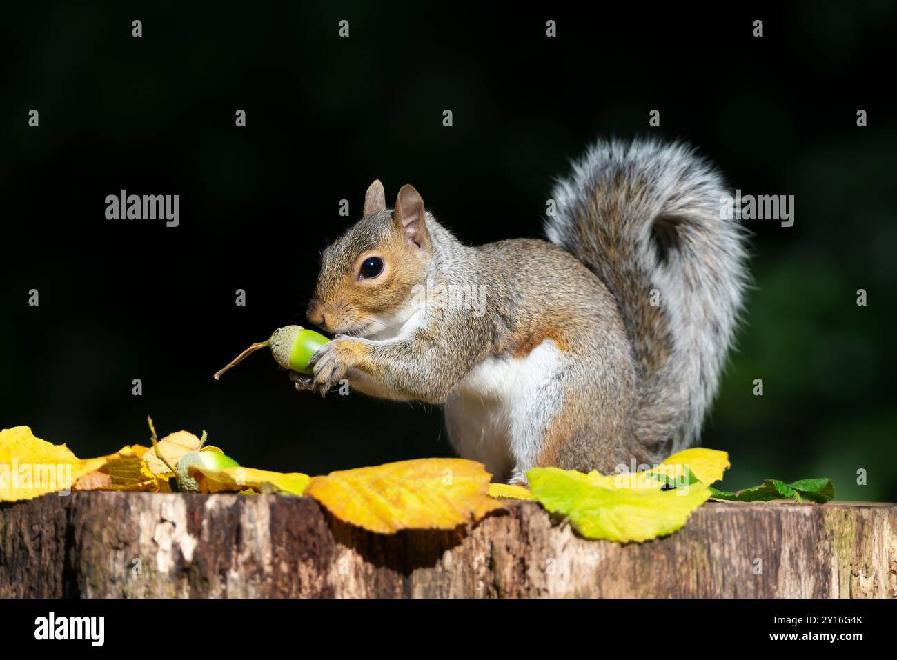 Porträt eines grauen Eichhörnchens, das Eichel auf einem Baumstumpf isst, im Herbst, Großbritannien. Stockfoto