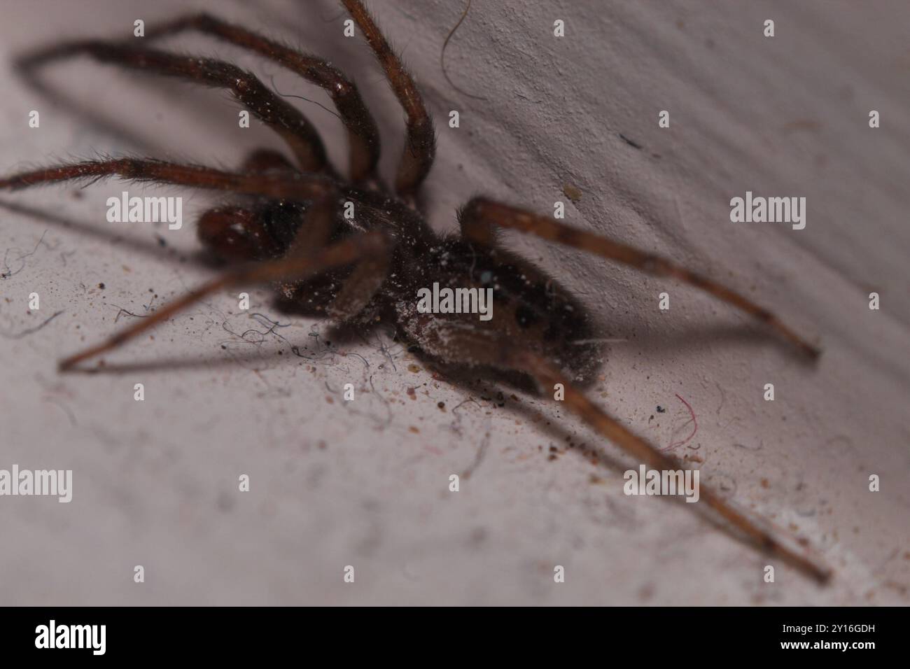 Schlangenspinne (Segestria senoculata) Arachnida Stockfoto