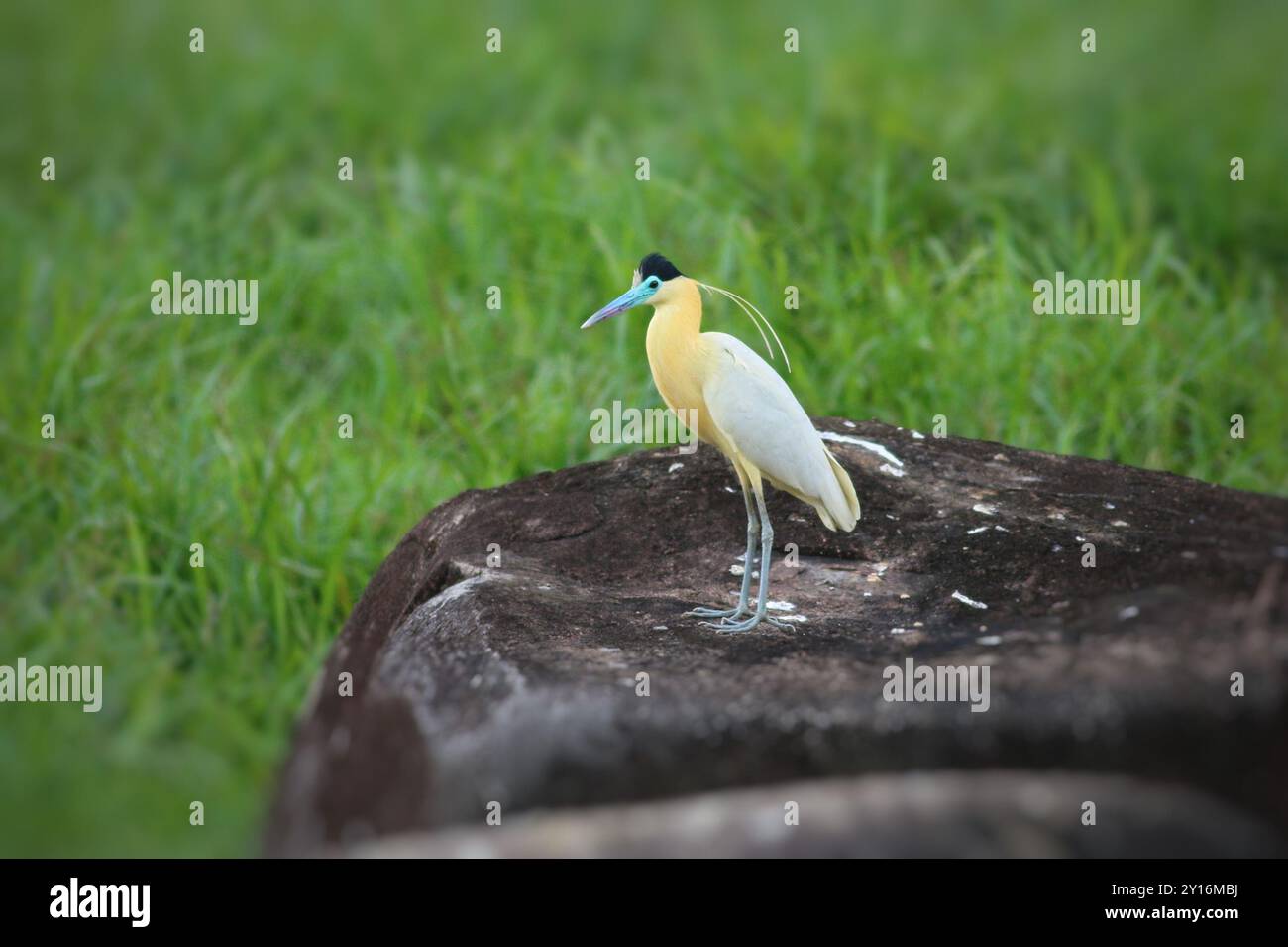 Kappreiher (Pilherodius pileatus) Aves Stockfoto