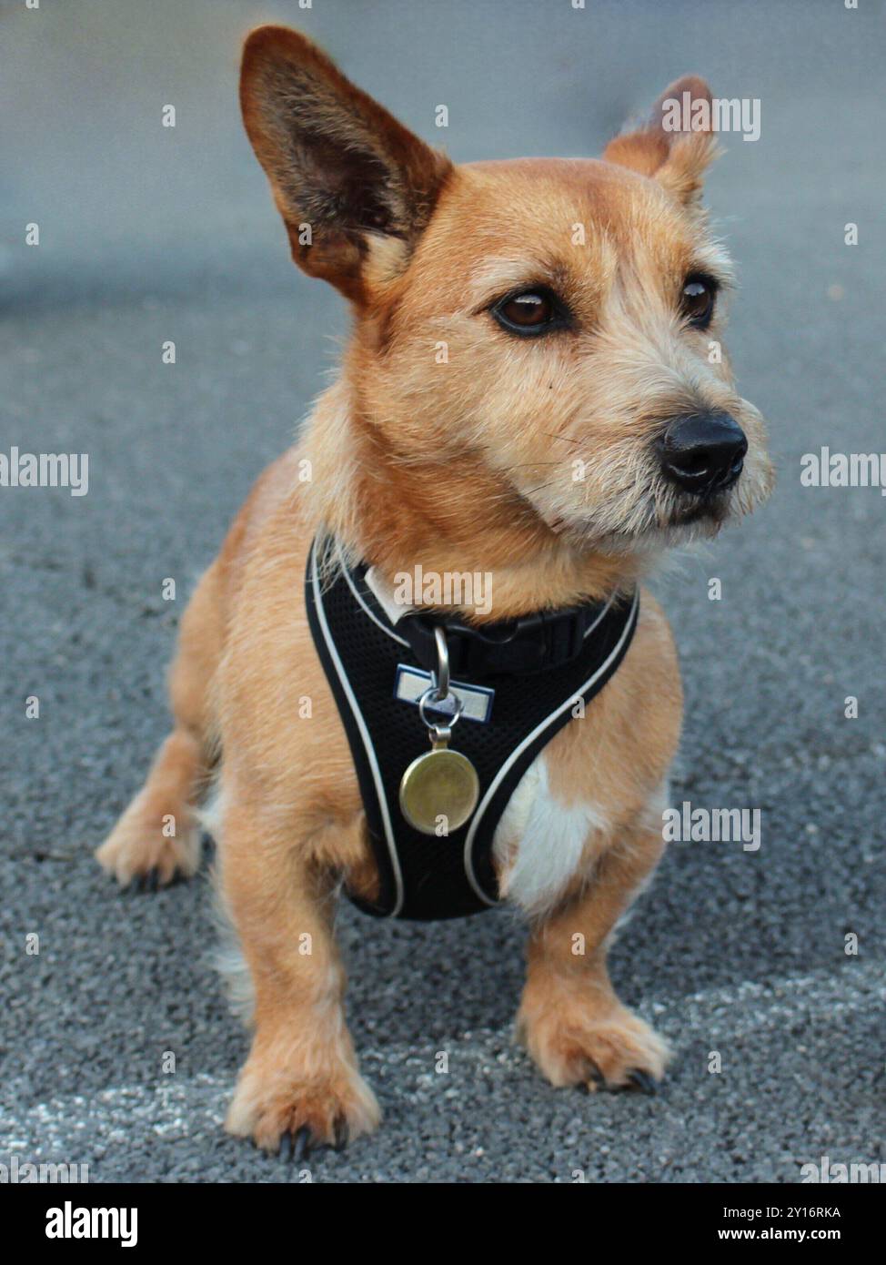 Ein isoliertes Vorderprofil, Nahporträt eines jungen, goldbraunen, männlich, Norfolk Cross Jack Russell Terrier Hund, steht draußen auf Beton. Stockfoto