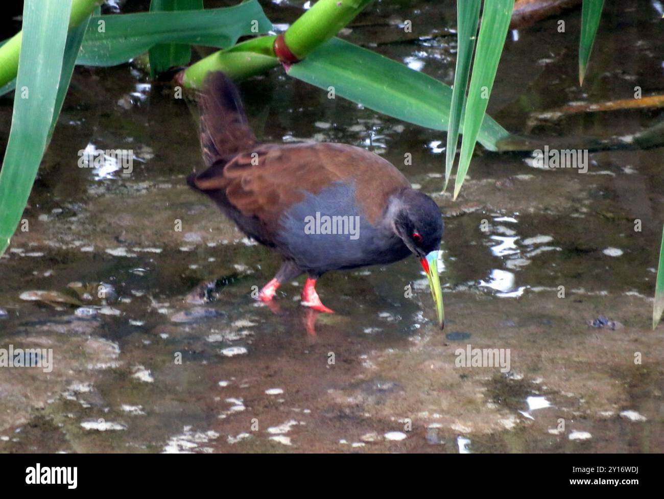 Plumbeous Rail (Pardirallus sanguinolentus) Aves Stockfoto