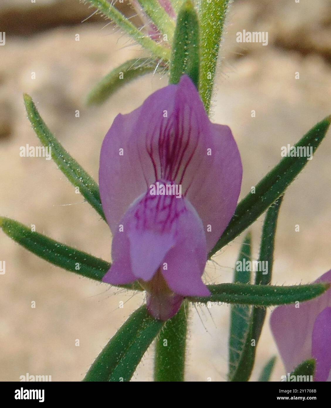 Wieselschnauze (Misopates orontium) Plantae Stockfoto