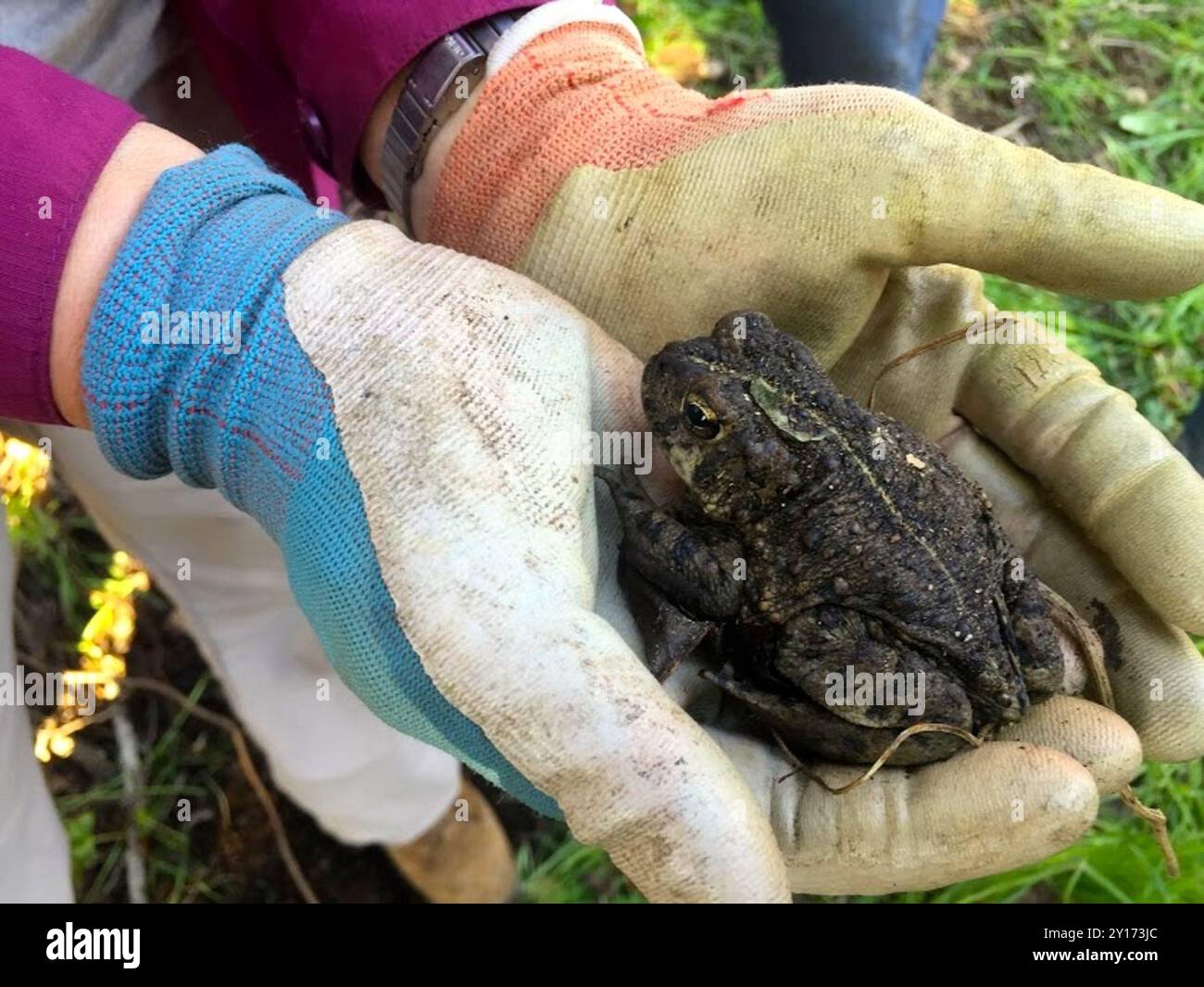 Kalifornische Kröte (Anaxyrus boreas halophilus) Amphibia Stockfoto