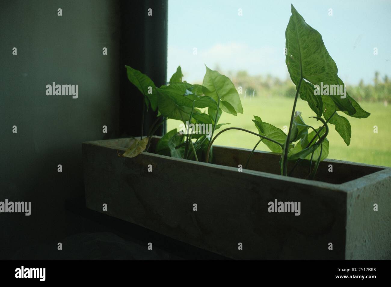 Die Indoor-Zierpflanze, Arrowhead Plant oder Syngonium podophyllum, wird in einem Betontopf neben einem großen Glasfenster platziert Stockfoto