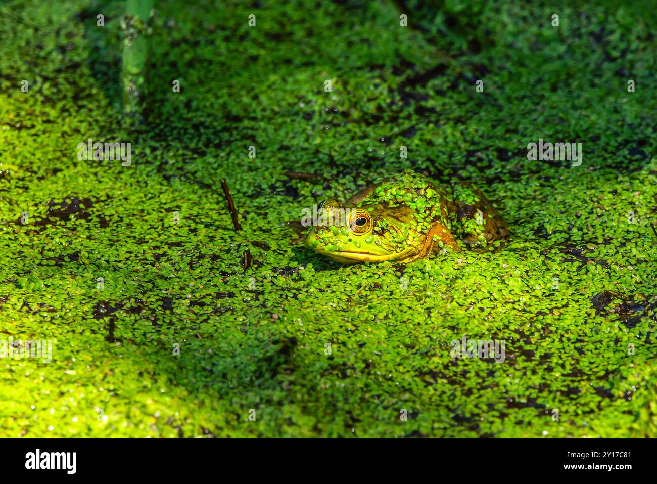 Frosch Stockfoto