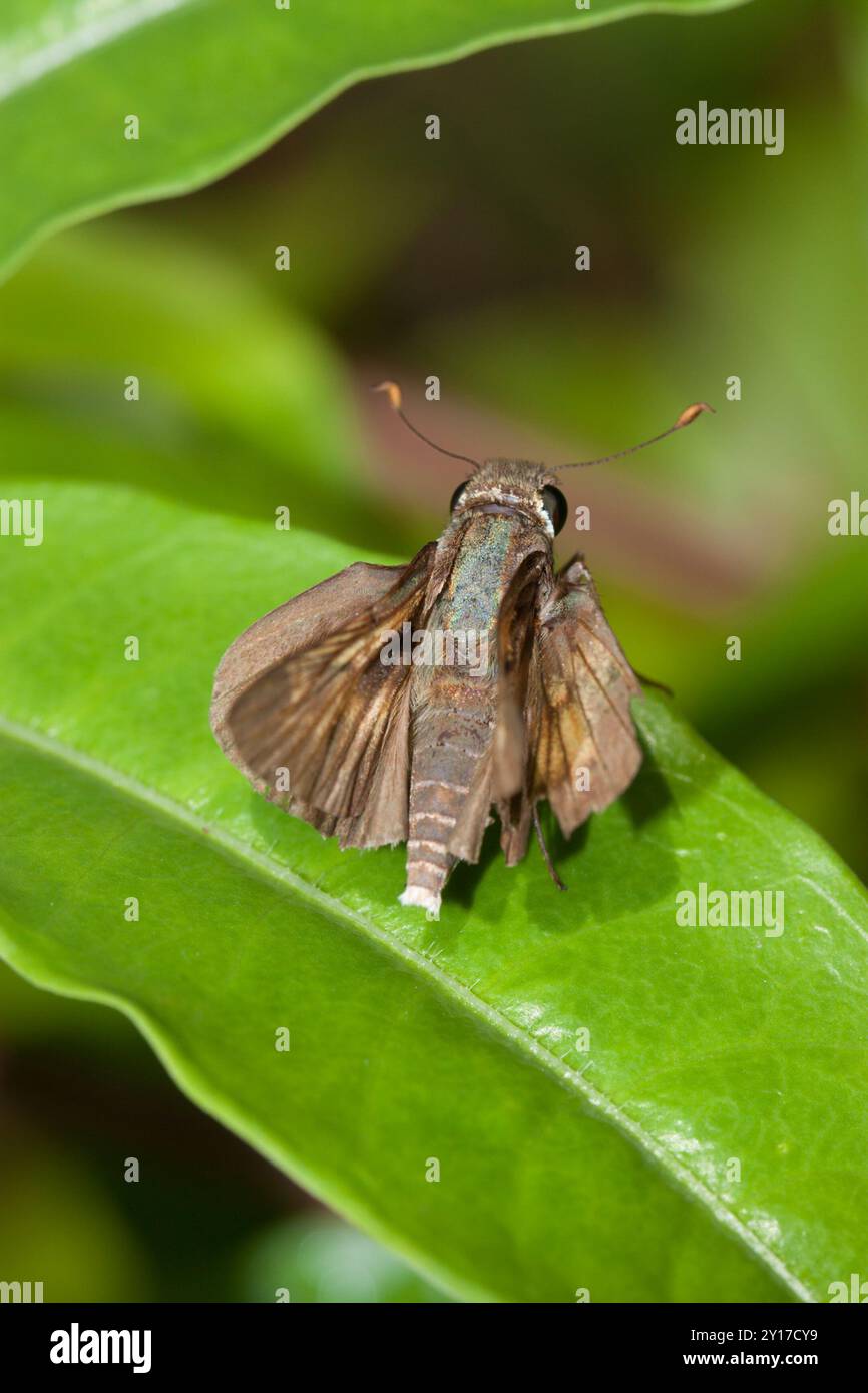 Southern Broken Dash (Polites otho) Insecta Stockfoto