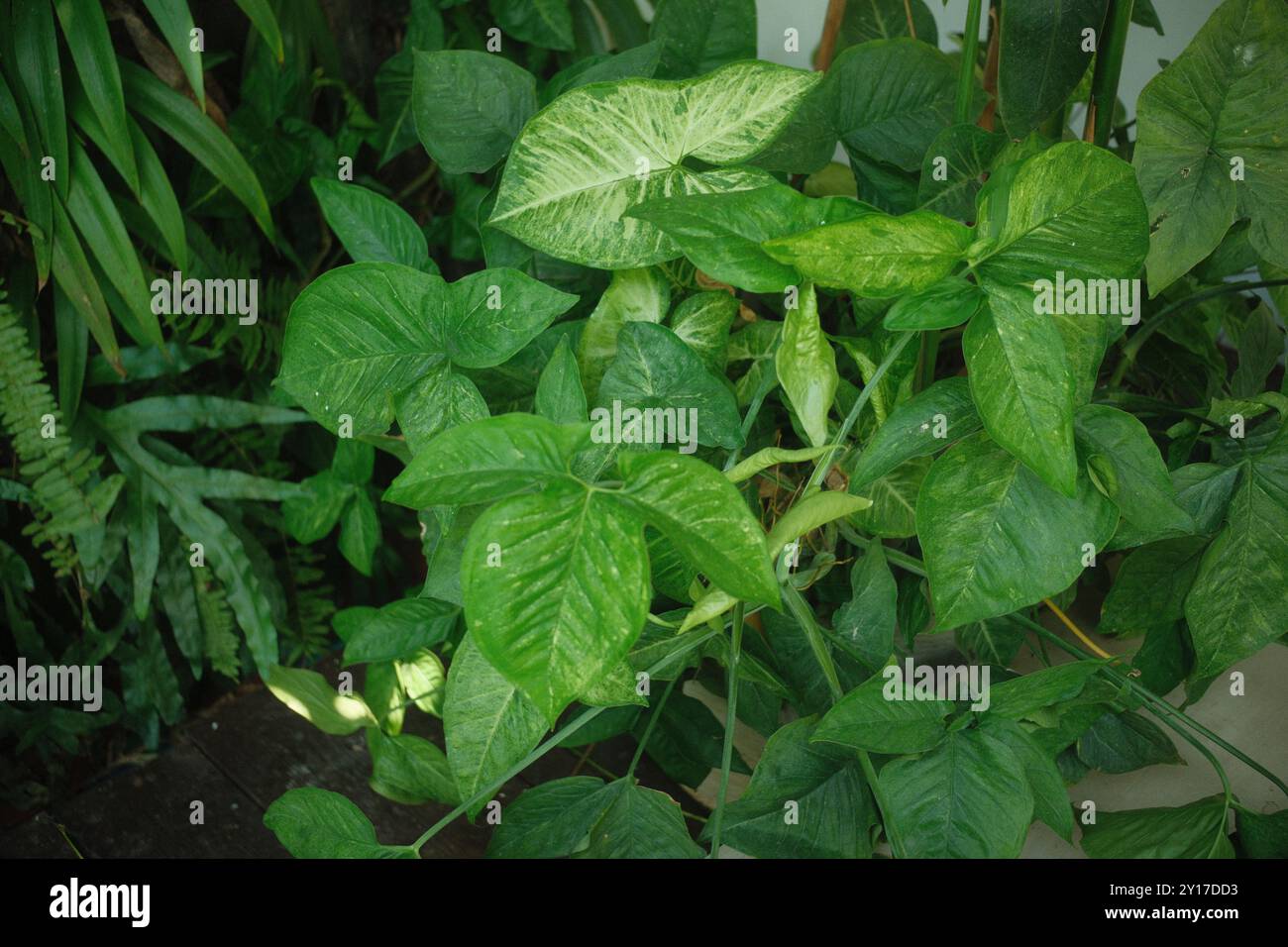Dekorative Zierpflanze, Arrowhead Plant oder Syngonium podophyllum im Garten im Freien Stockfoto