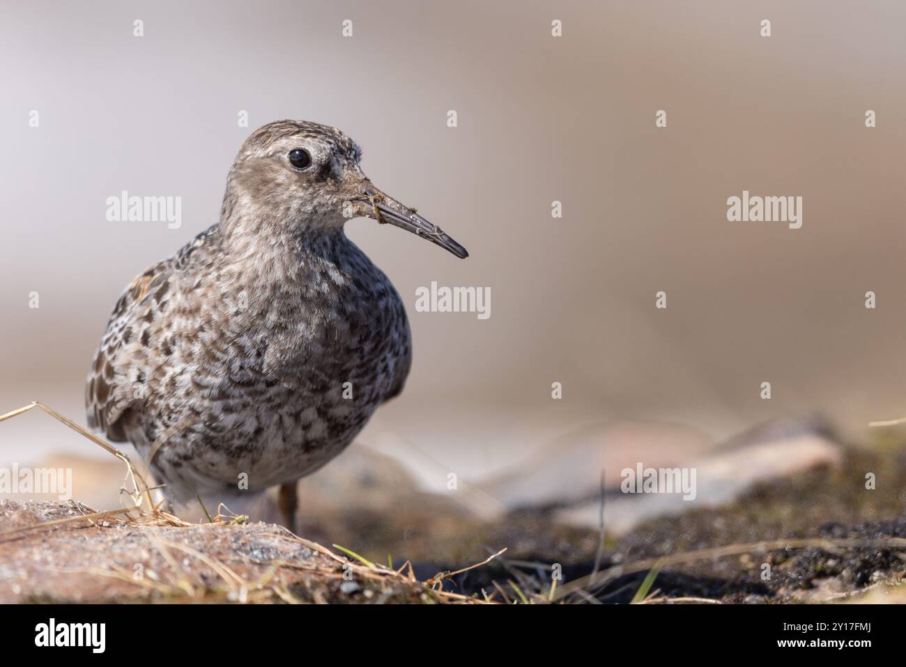 Purple Sandpiper auf seinen Brutgebieten in arktischem Norwegen Stockfoto