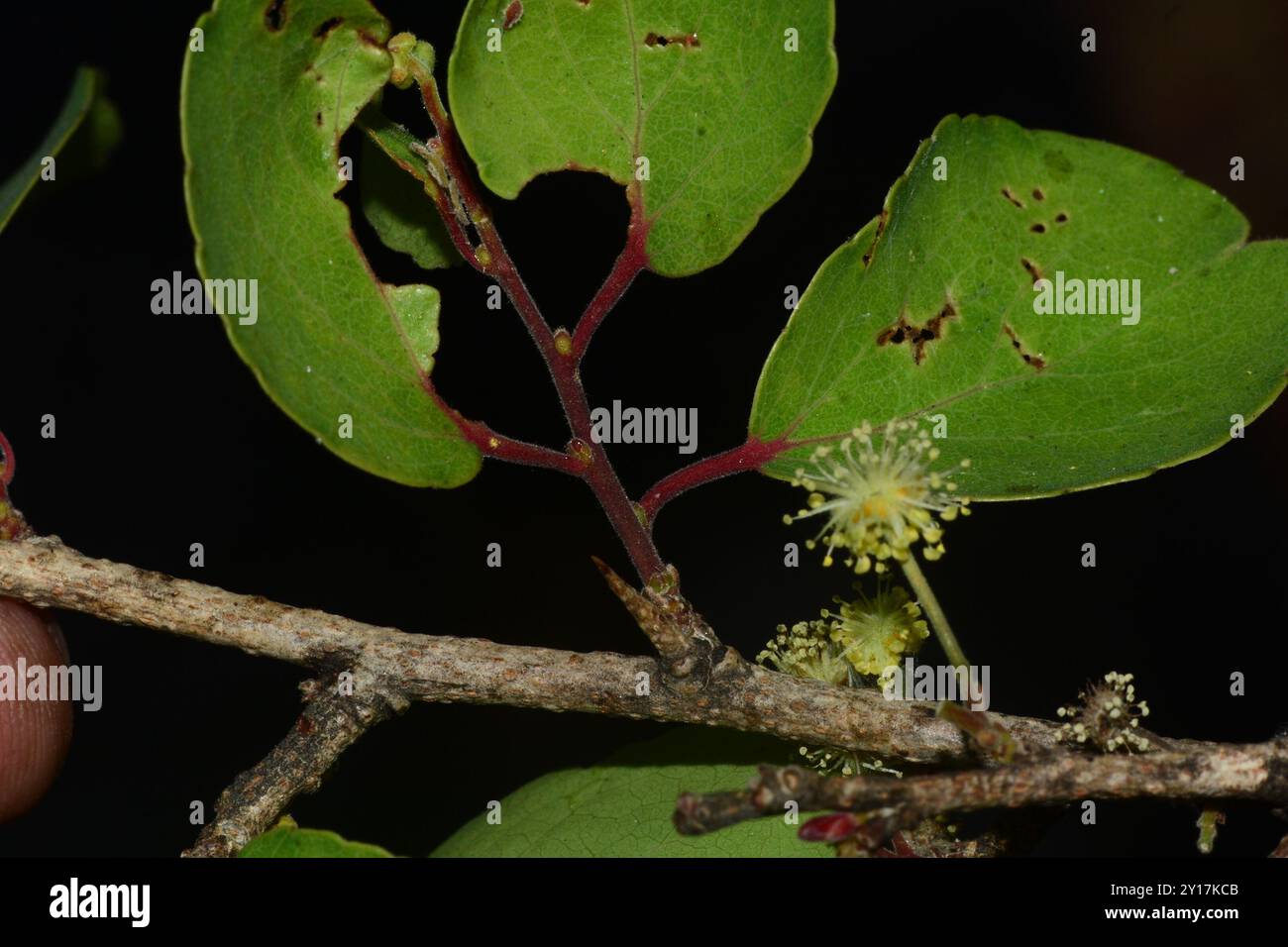 governors-Plum (Flacourtia indica) Plantae Stockfoto