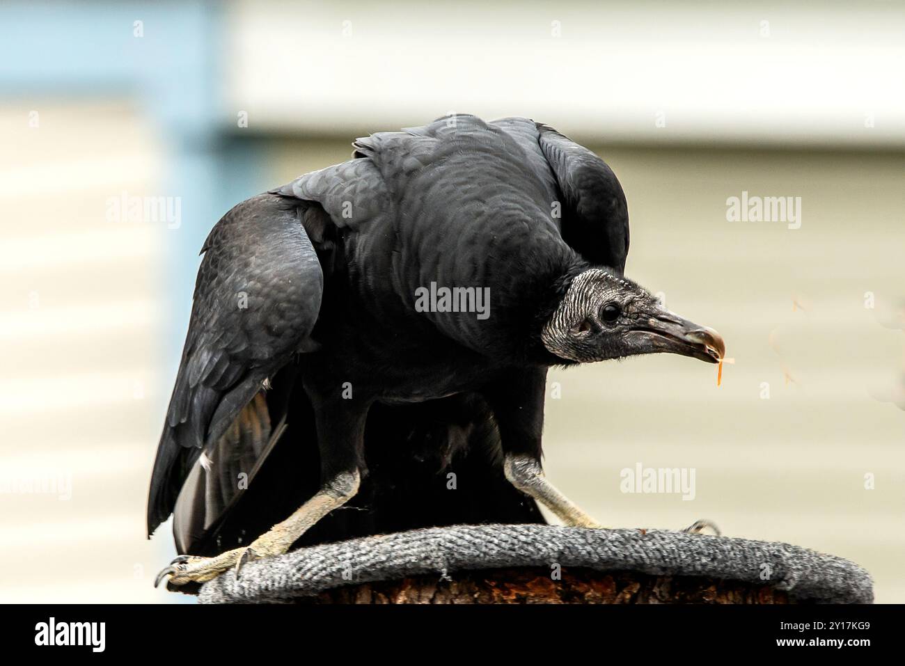 Geier Stockfoto