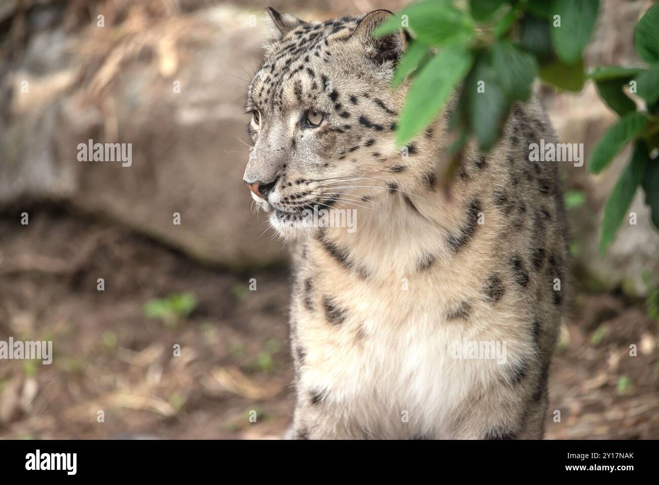 Snow Leopard Stockfoto