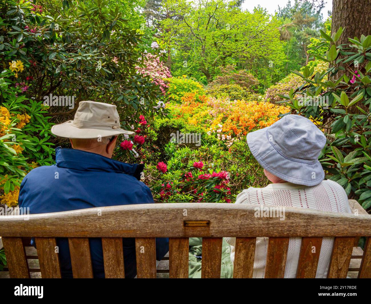 Älteres Ehepaar auf einer Holzbank mit Sonnenhüten, die einen Garten voller Rhododendronpflanzen bewundern. Stockfoto