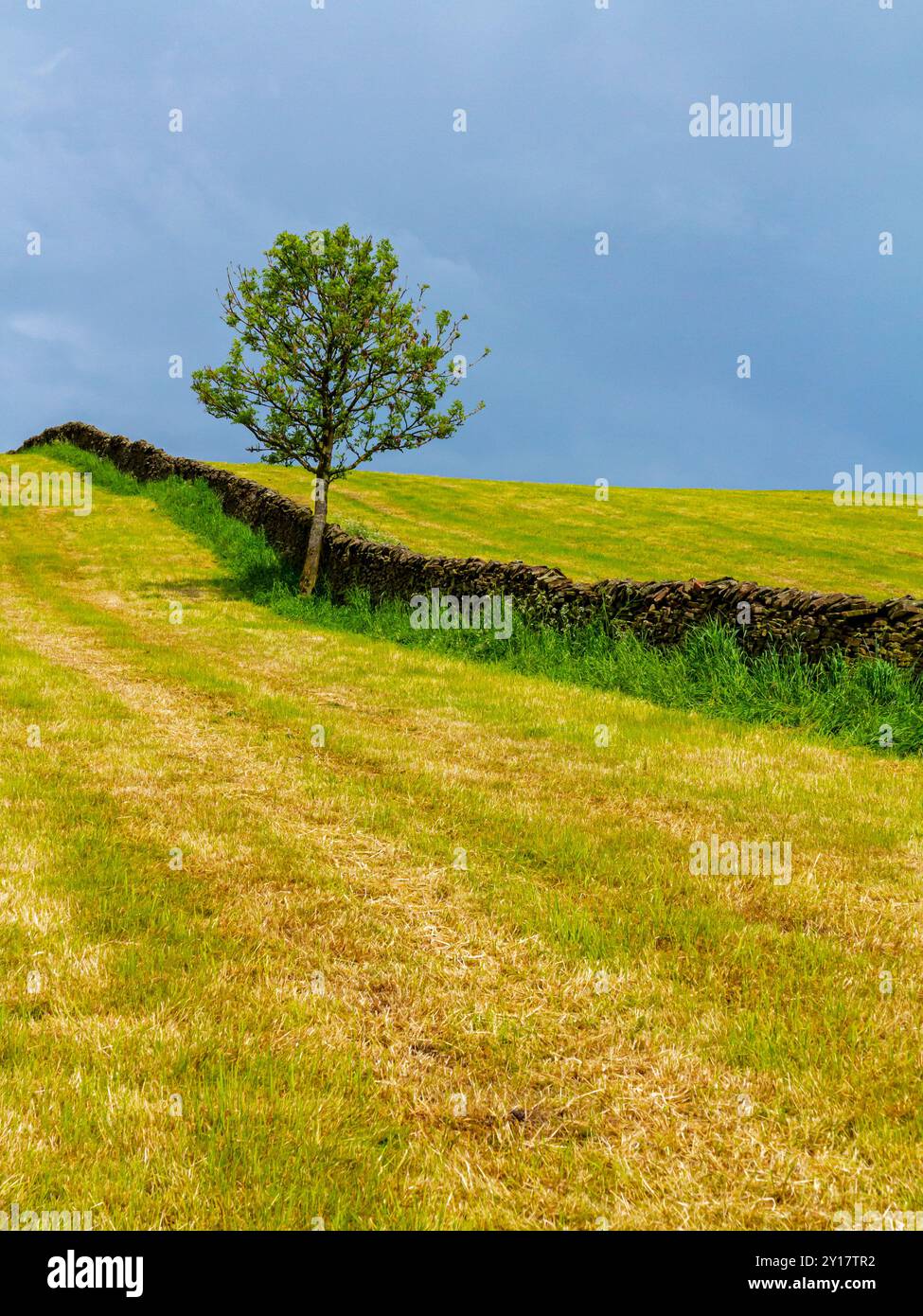 Landschaft mit Bäumen und Trockenmauern im Frühling im Peak District National Park, England, Großbritannien. Stockfoto