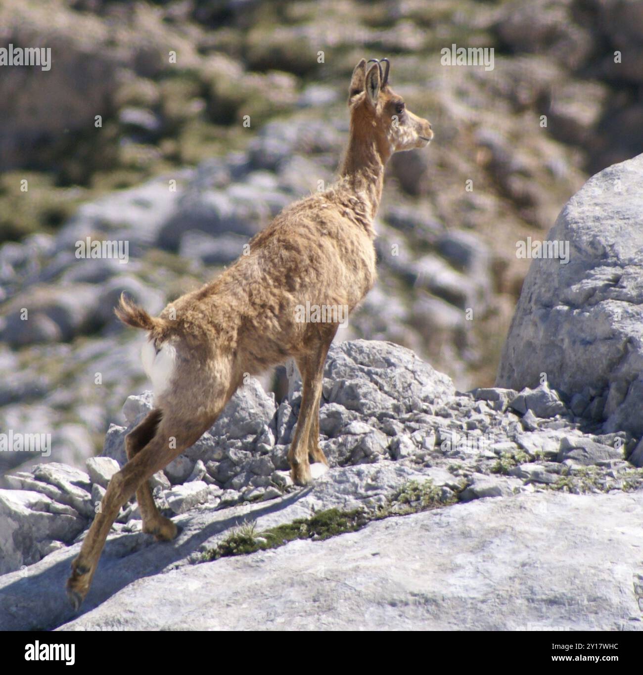 Kantabrische Chamois (Rupicapra pyrenaica parva) Mammalia Stockfoto