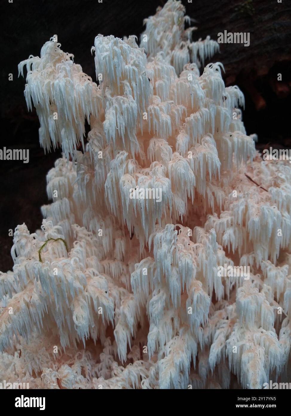 Bärenkopfpilze (Hericium abietis) Stockfoto