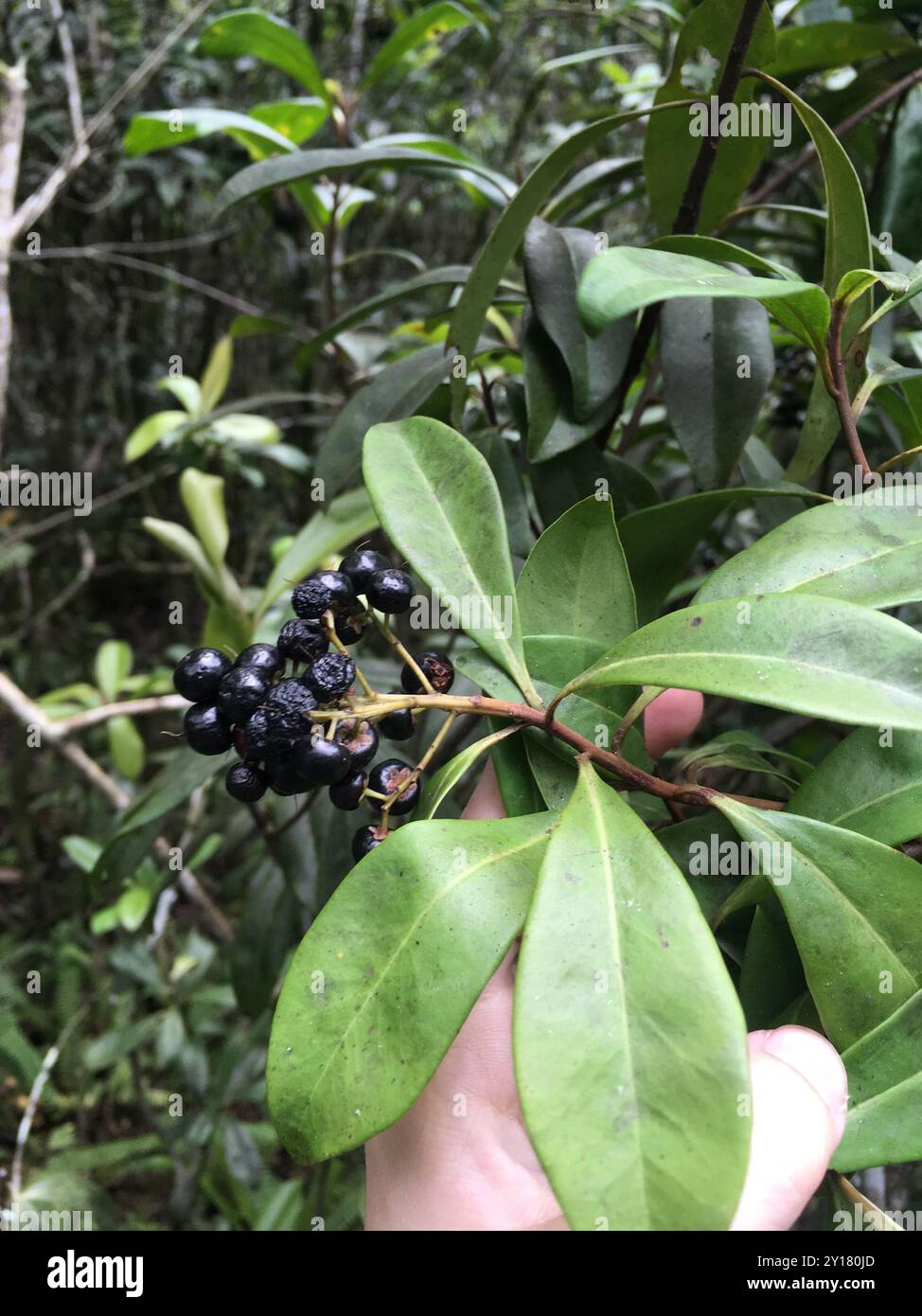 Marlberry (Ardisia escallonioides) Plantae Stockfoto