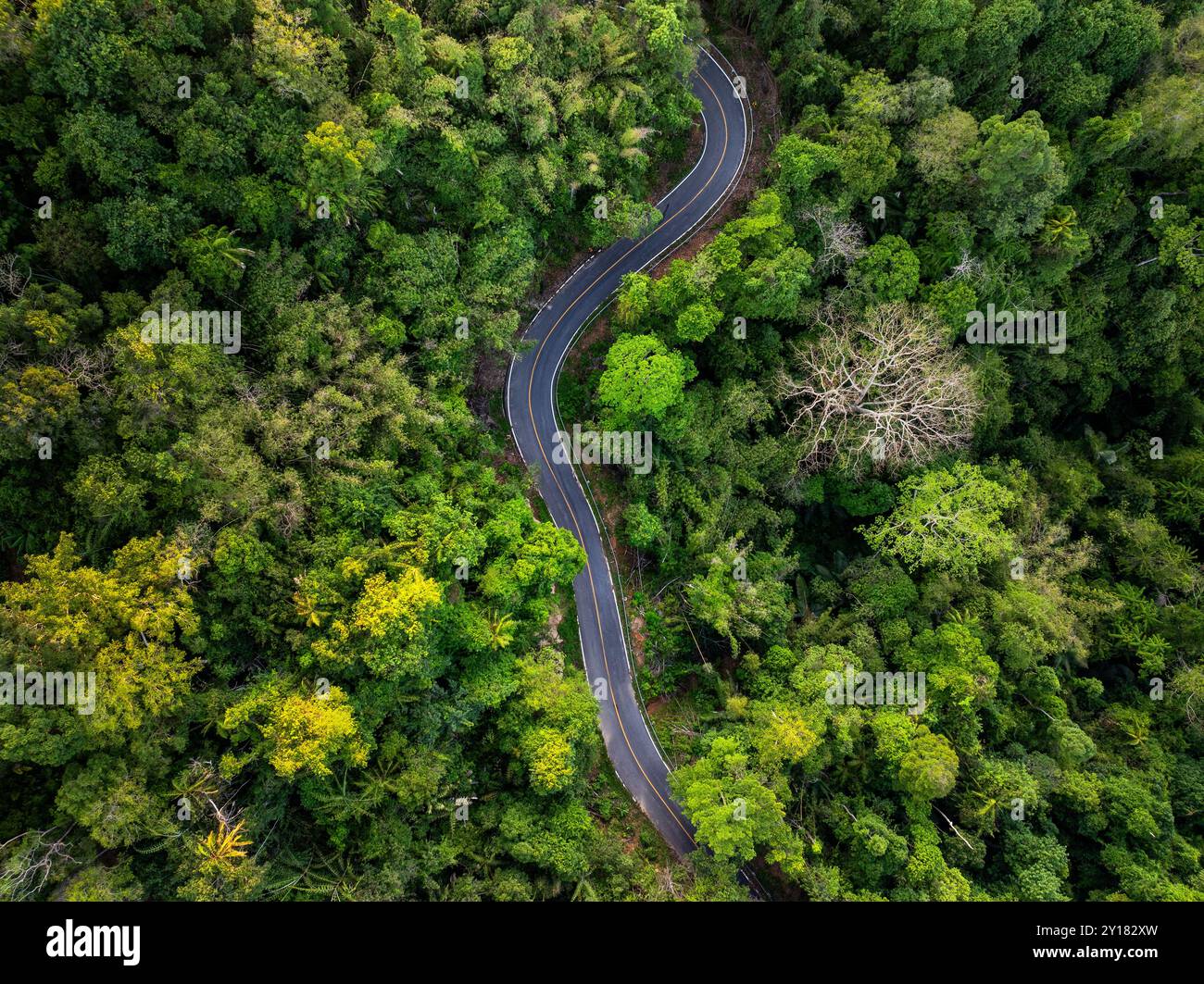 Aus der vogelperspektive auf die enge Straße zwischen Wald und grünem Wald, von oben aus birdeye aus der Drohne Stockfoto